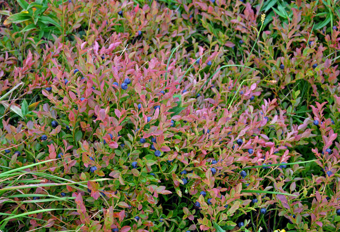 Image of Vaccinium myrtillus specimen.