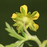 Potentilla tobolensis. Цветок (вид со стороны чашечки). Приморский край, г. Владивосток, окр. ж.-д. пл. \"Садгород\", возле ж.-д. полотна. 12.06.2020.