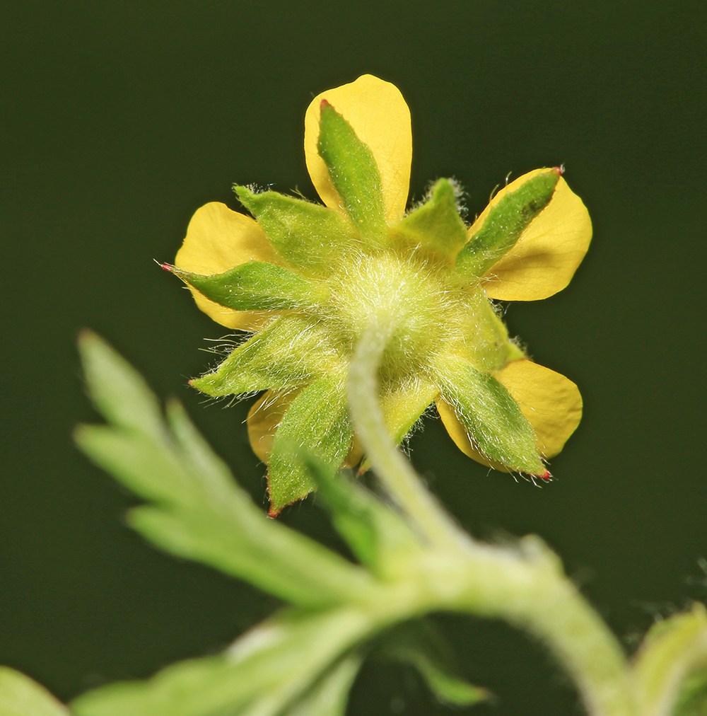 Image of Potentilla tobolensis specimen.