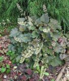 Heuchera micrantha