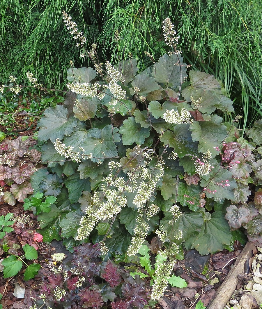 Image of Heuchera micrantha specimen.