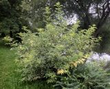 Sambucus nigra