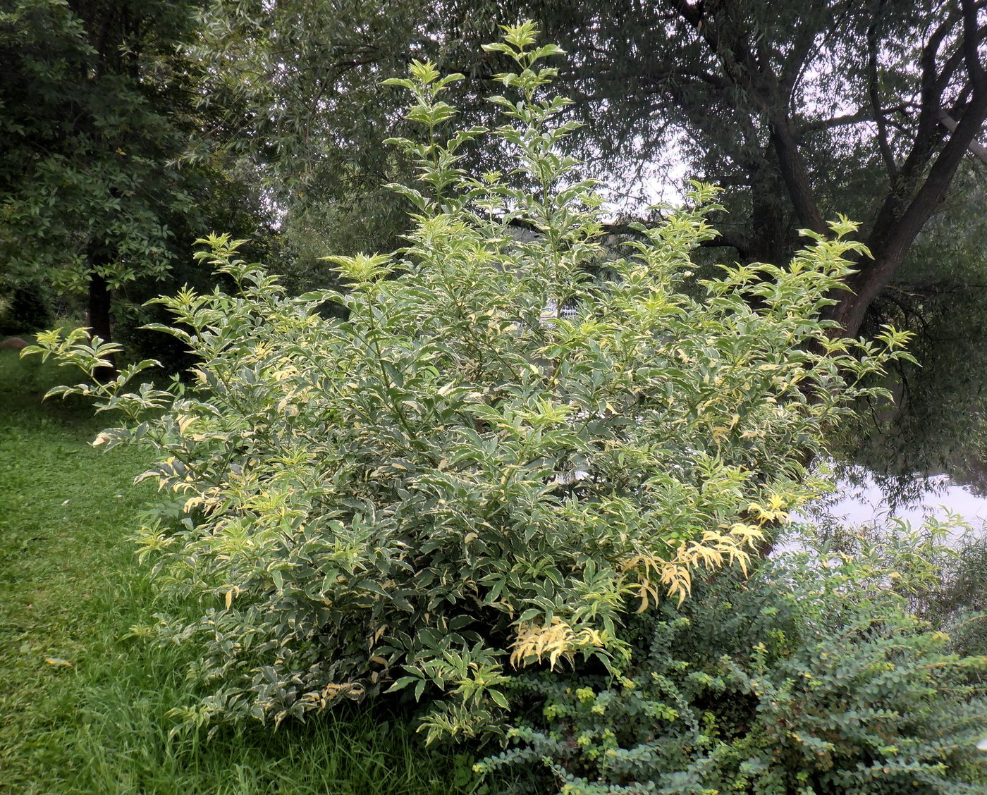 Image of Sambucus nigra specimen.