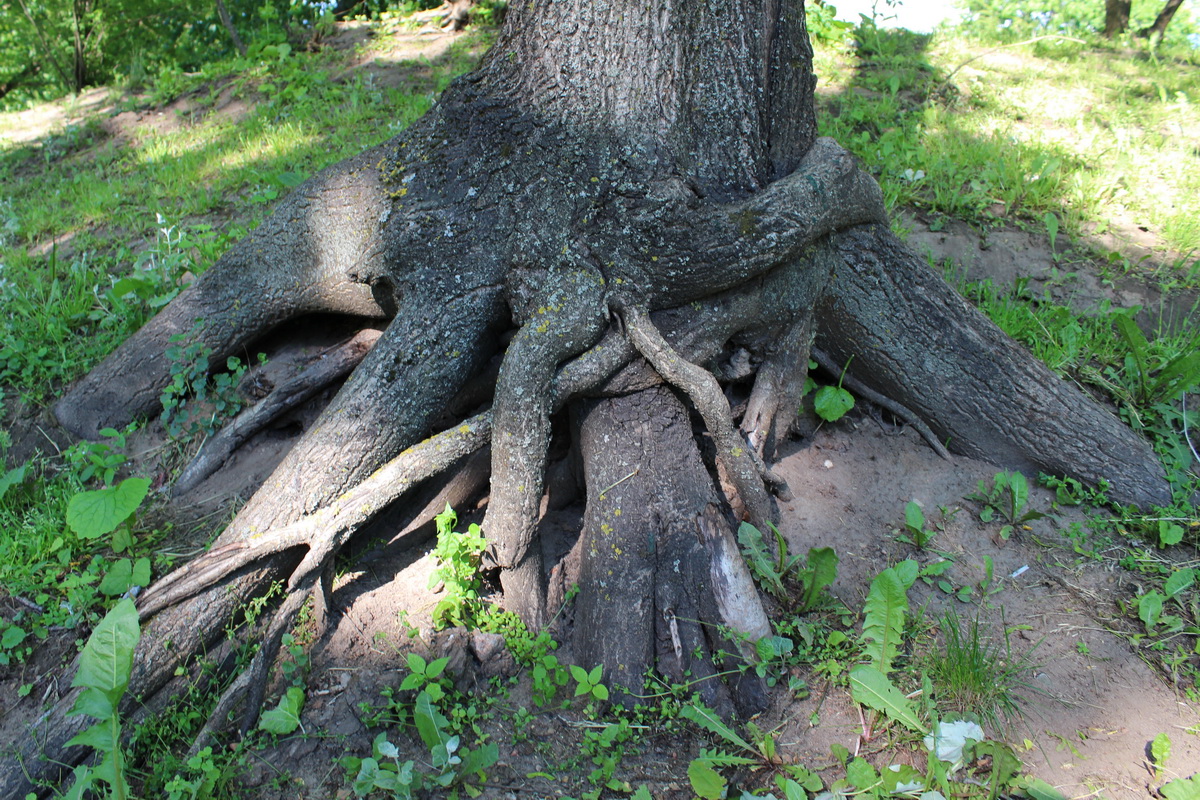 Image of Juglans mandshurica specimen.