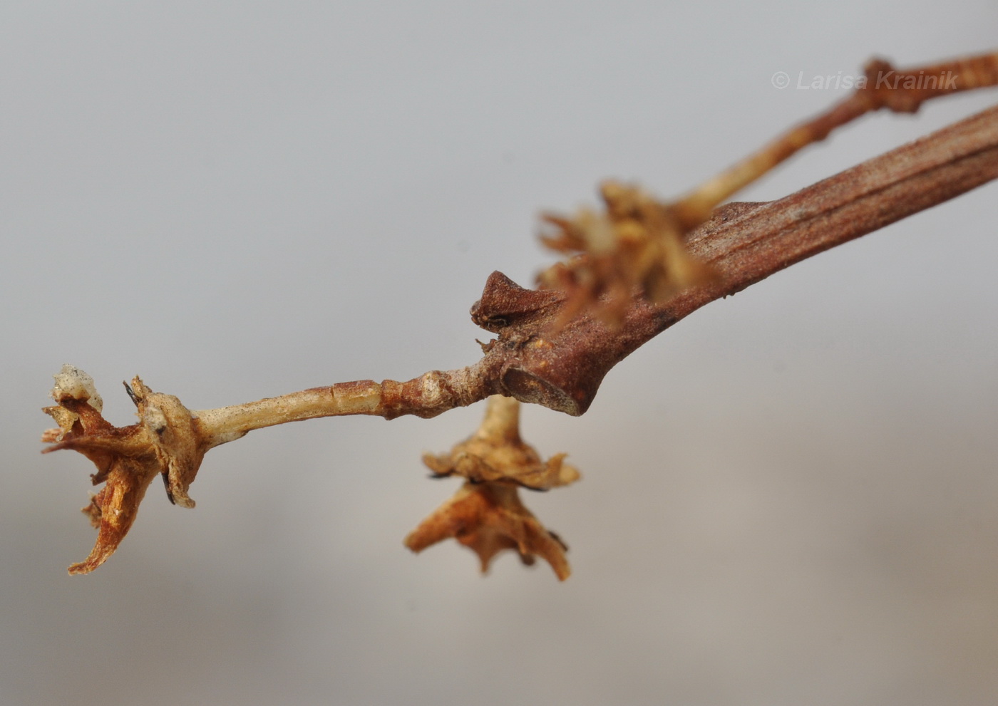 Изображение особи Celastrus orbiculata.