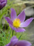 Pulsatilla multifida. Цветок. Красноярский край, Эвенкийский р-н, Государственный природный заповедник \"Тунгусский\", каменистый берег р. Подкаменная Тунгуска. 12.06.2012.