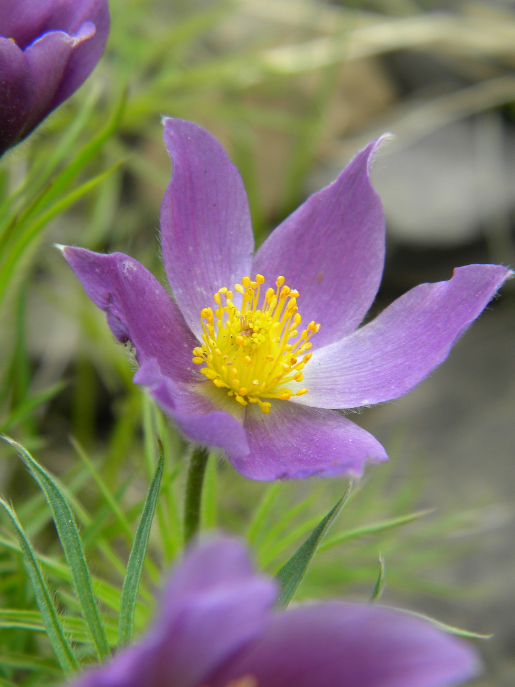 Изображение особи Pulsatilla multifida.