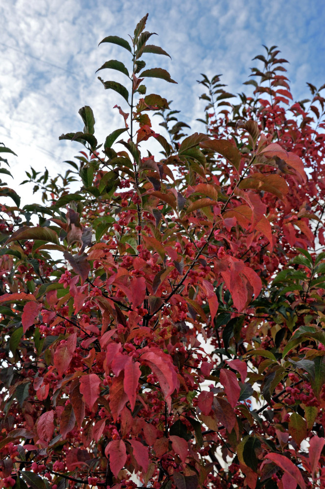 Изображение особи Euonymus europaeus.