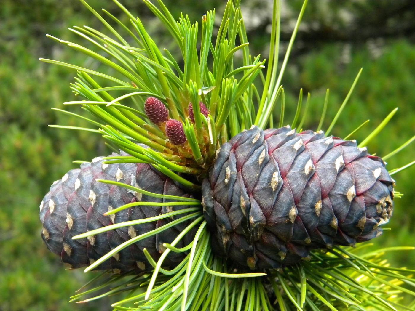 Изображение особи Pinus sibirica.