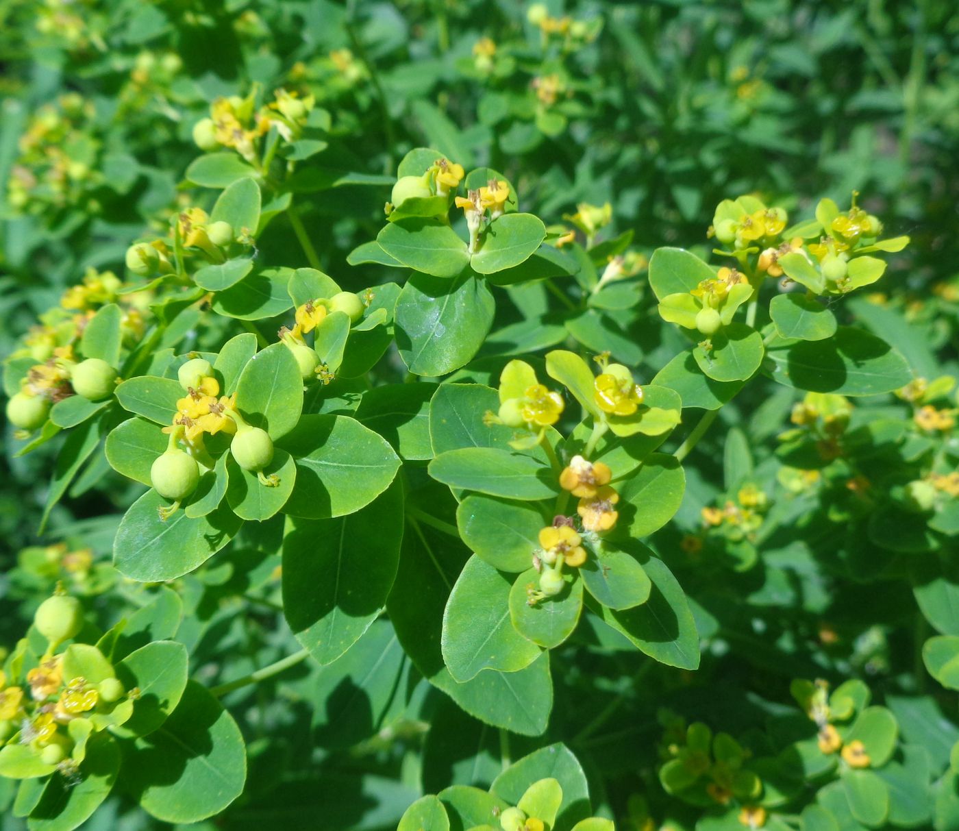 Image of genus Euphorbia specimen.