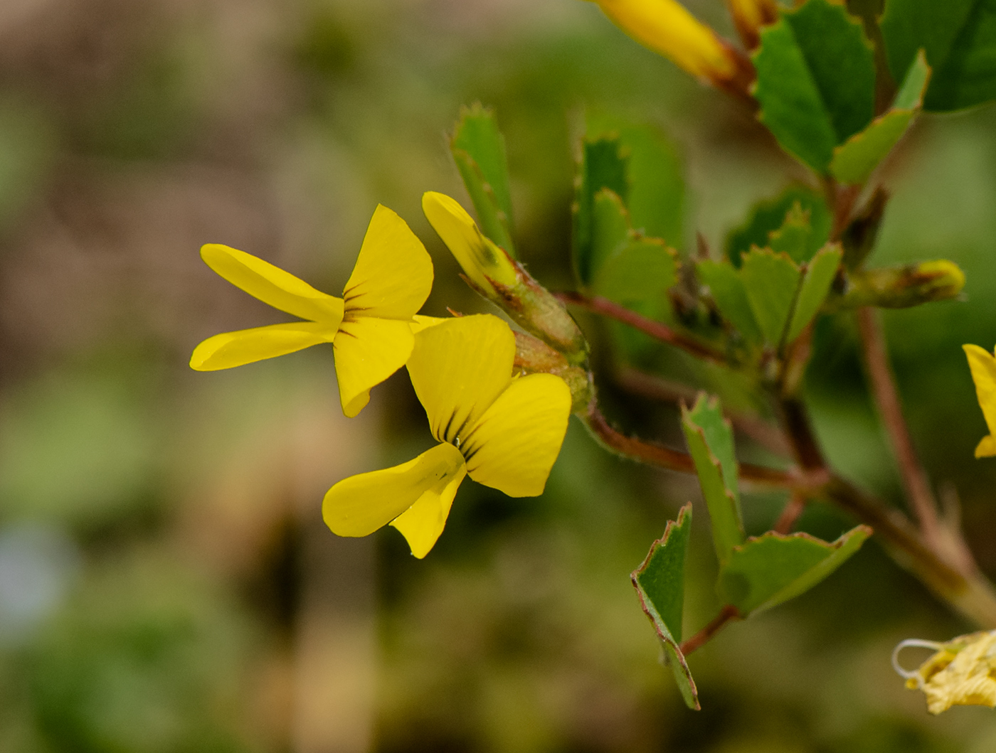 Image of Trigonella grandiflora specimen.