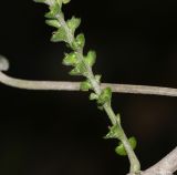 Acalypha peruviana