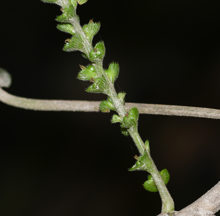 Image of Acalypha peruviana specimen.