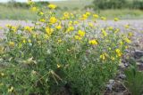 Lotus corniculatus