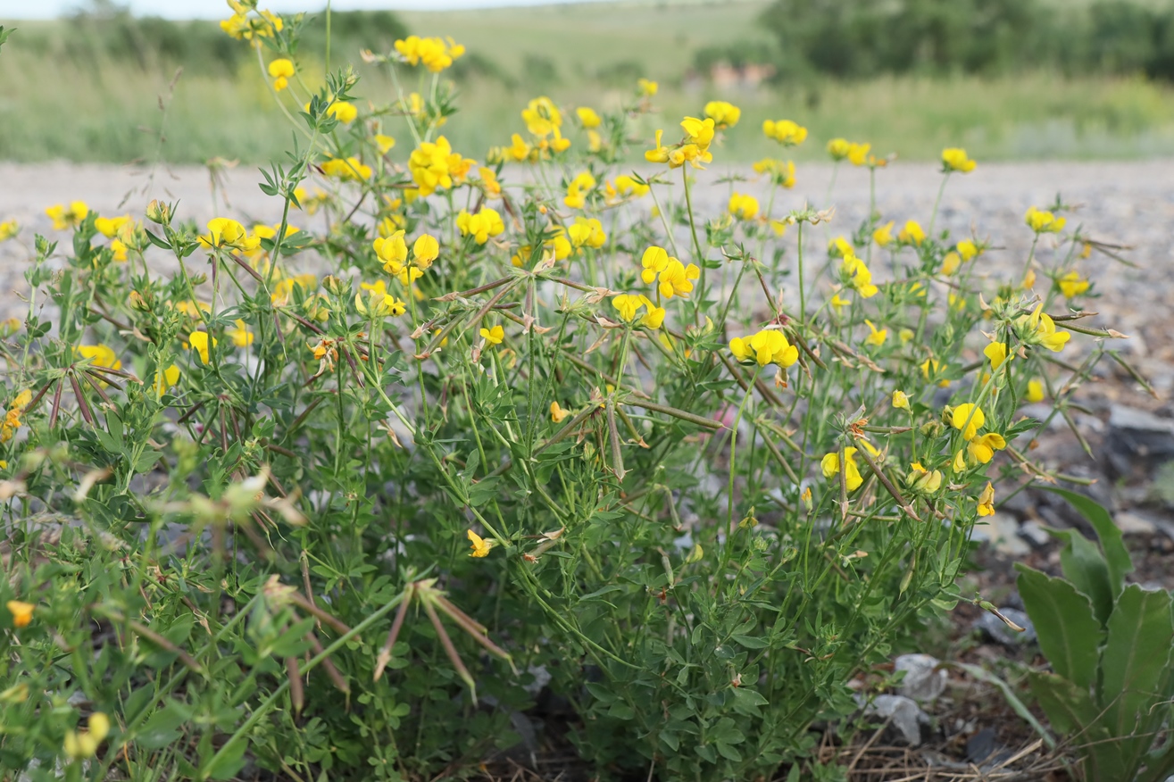 Image of Lotus corniculatus specimen.
