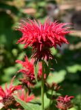 Monarda didyma