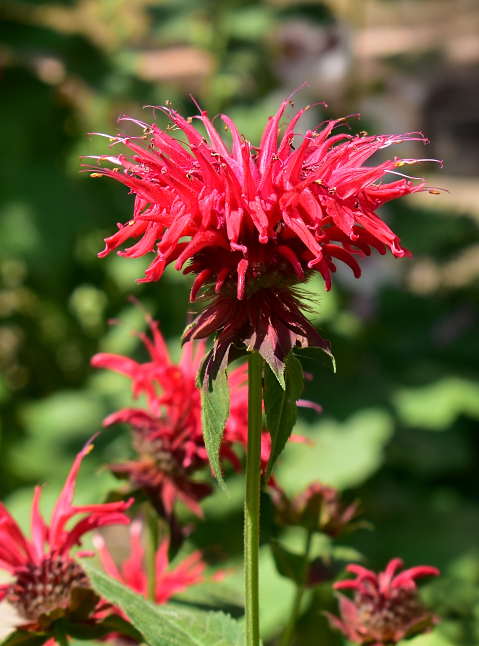 Изображение особи Monarda didyma.