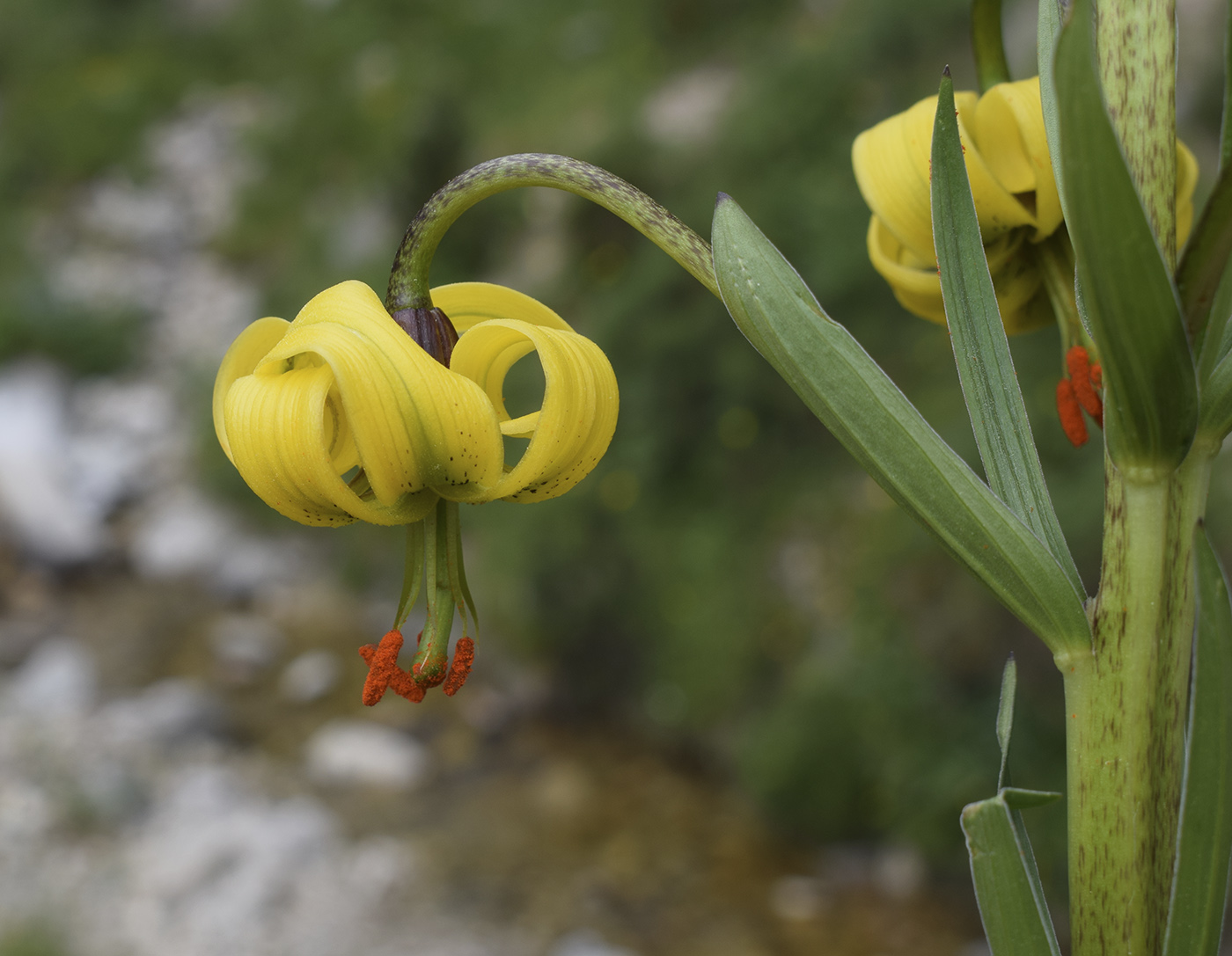 Image of Lilium pyrenaicum specimen.