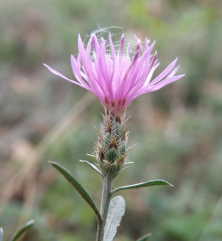 Image of Centaurea diffusa specimen.