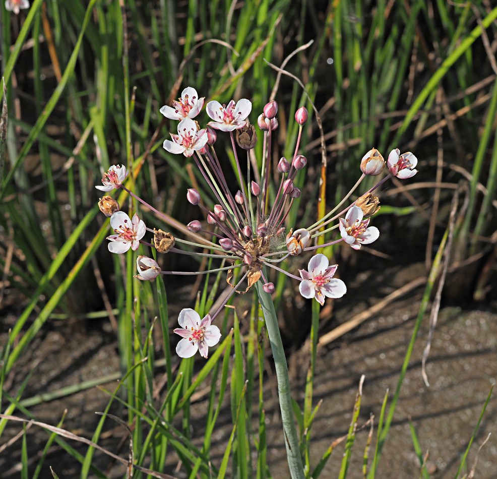 Изображение особи Butomus umbellatus.
