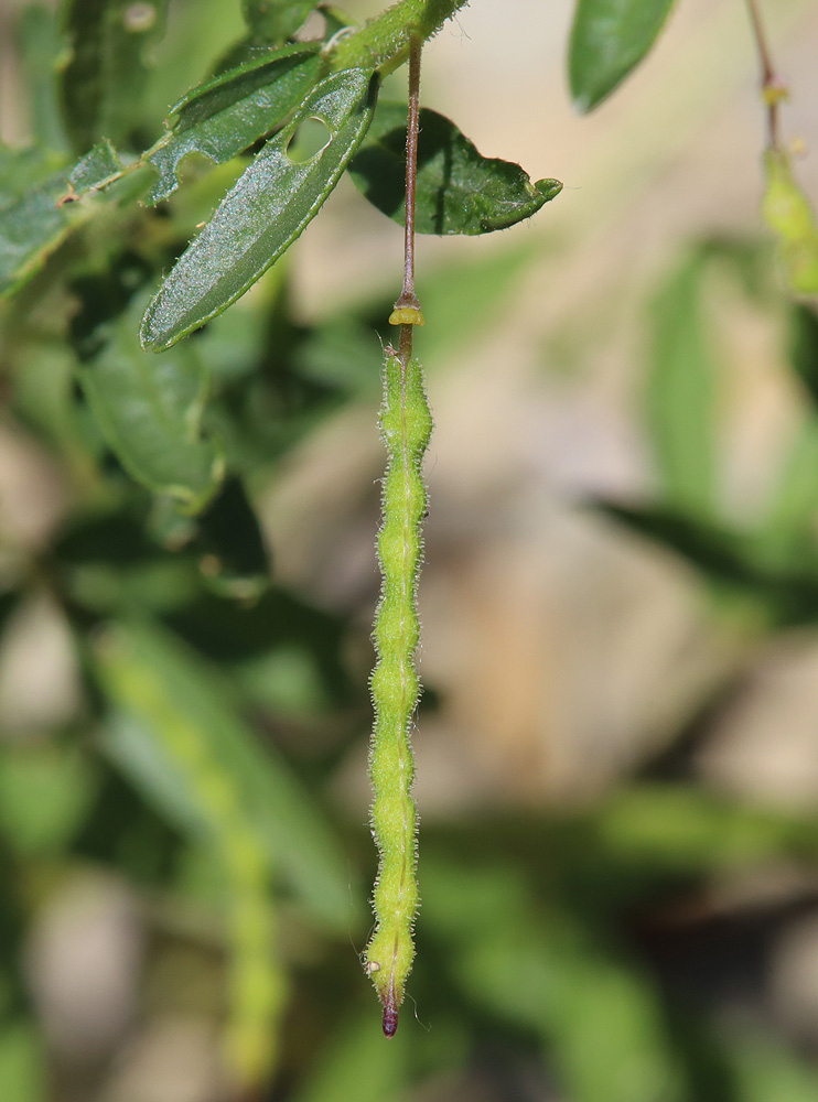 Image of Cleome circassica specimen.