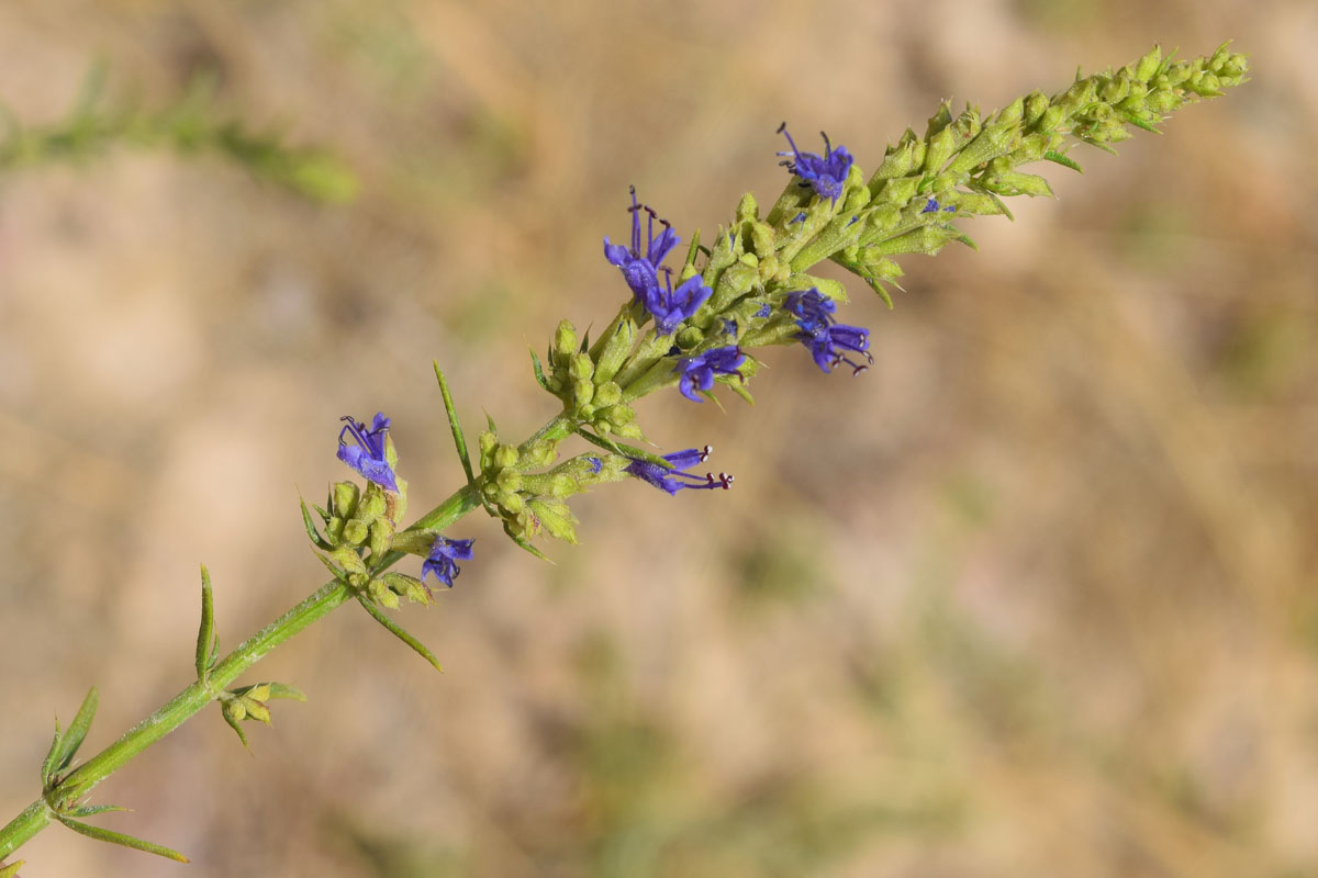 Изображение особи Hyssopus tianschanicus.