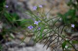 Dontostemon hispidus