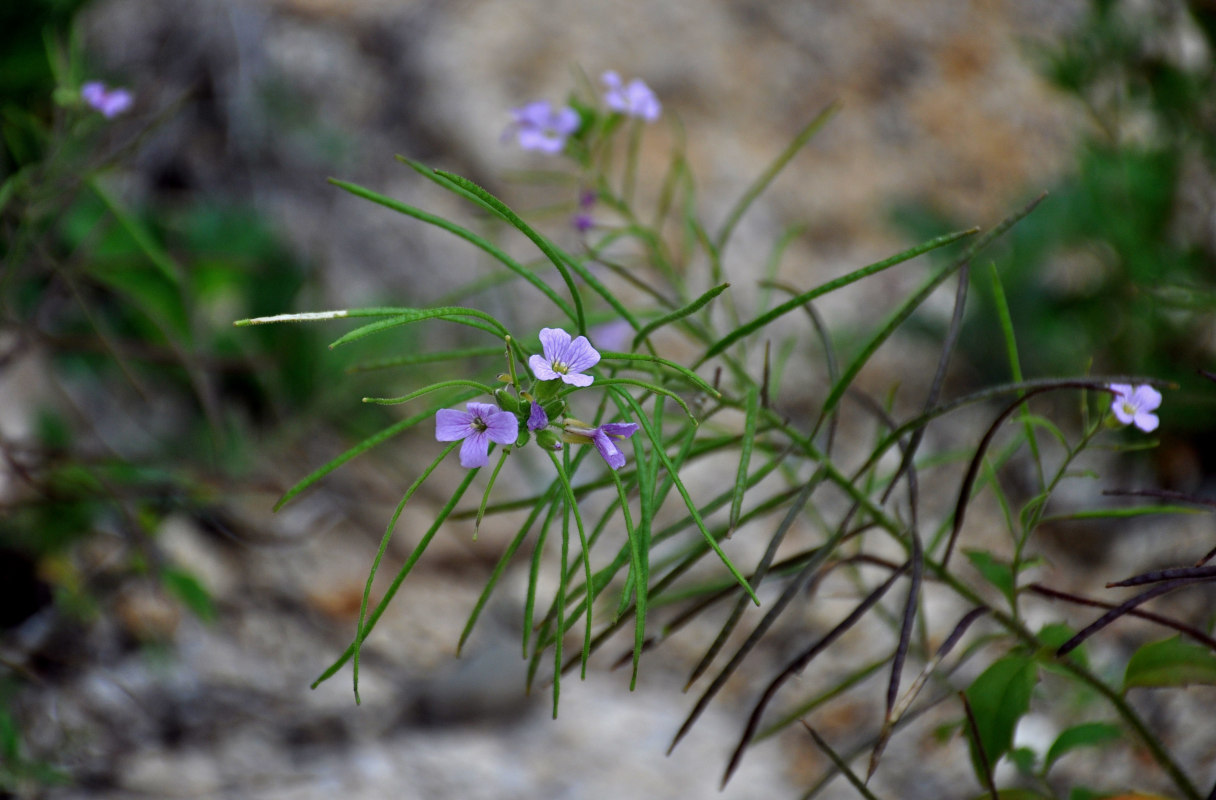 Image of Dontostemon hispidus specimen.