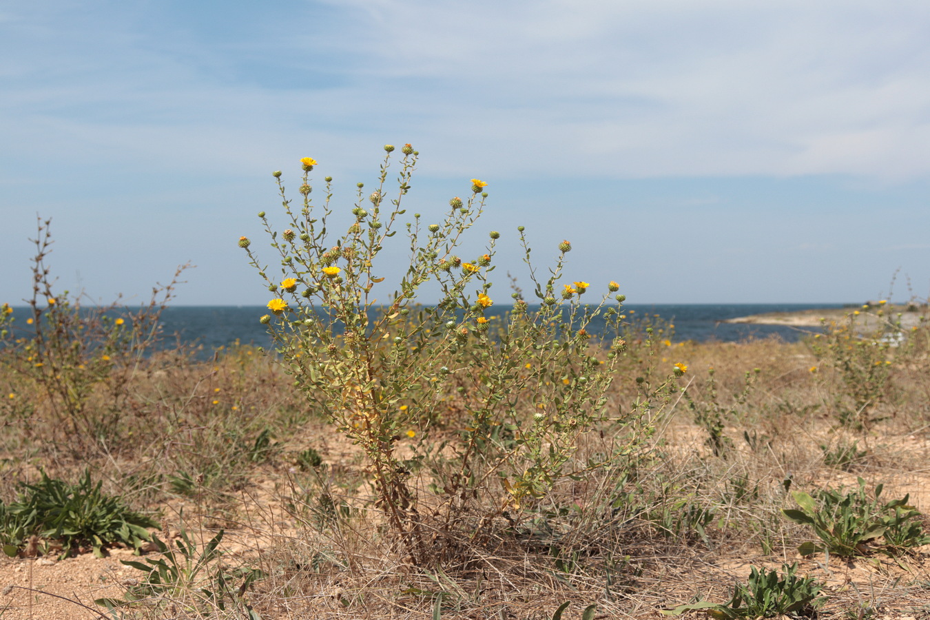 Изображение особи Grindelia squarrosa.