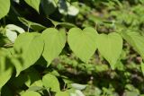 Actinidia polygama. Листья. Санкт-Петербург, Петроградский р-н, Ботанический сад им. Петра Великого, в культуре. 09.08.2021.