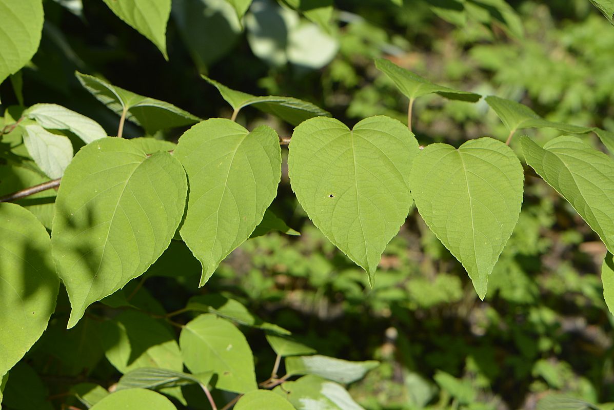 Изображение особи Actinidia polygama.