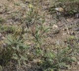 Oxytropis pilosa. Цветущее и плодоносящие растения. Пермский край, Кунгурский р-н, окр. с. Филипповка, гора Ледяная, крутой слабо задернованный склон. 11.09.2021.