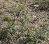 Oxytropis pilosa