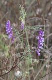 Vicia villosa