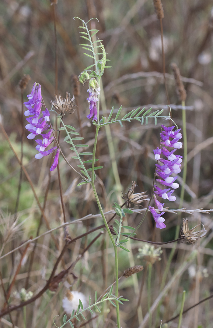 Image of Vicia villosa specimen.