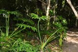 Philodendron bipinnatifidum