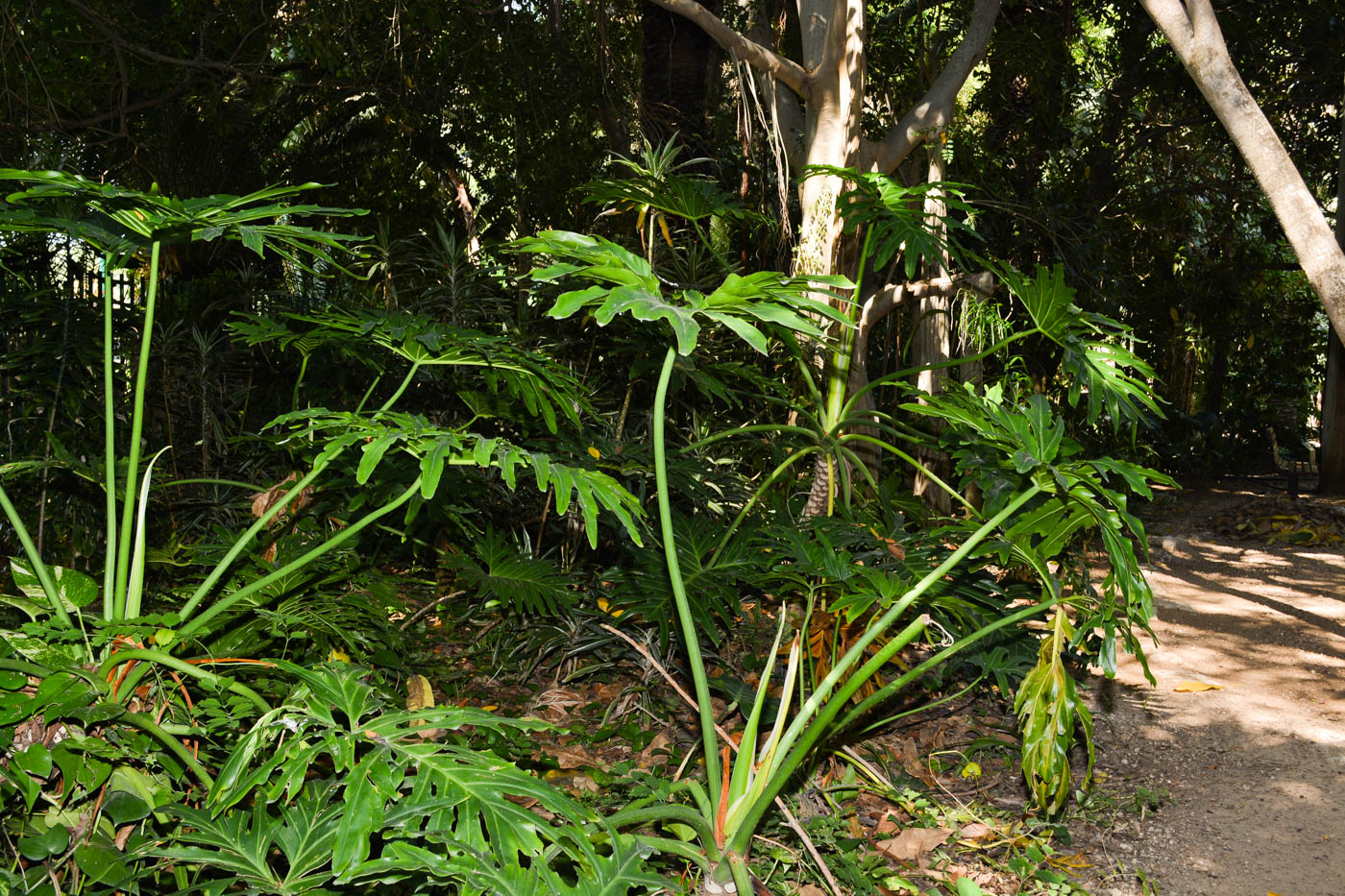 Изображение особи Philodendron bipinnatifidum.