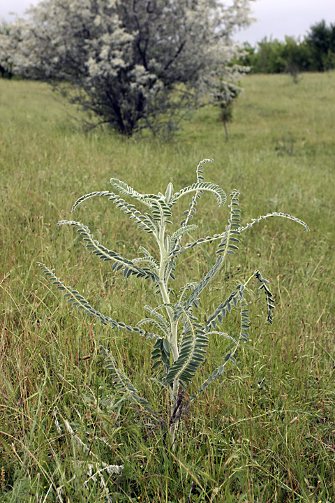 Image of Astragalus alopecias specimen.
