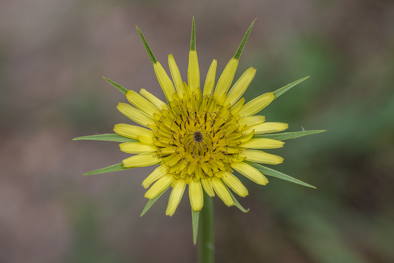 Изображение особи Tragopogon dubius.