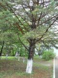 Pinus densiflora. Основание ствола и нижняя часть кроны. Хабаровск, 1-я краевая больница, в культуре. 13.05.2014.