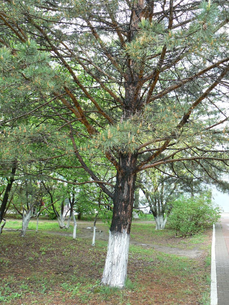 Image of Pinus densiflora specimen.