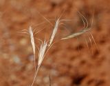 Bromus danthoniae