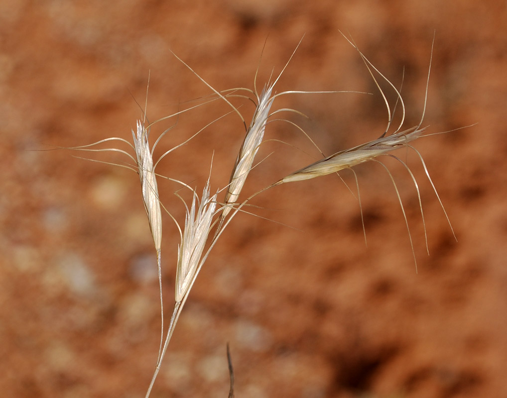 Изображение особи Bromus danthoniae.