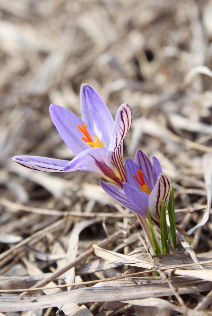 Изображение особи Crocus reticulatus.