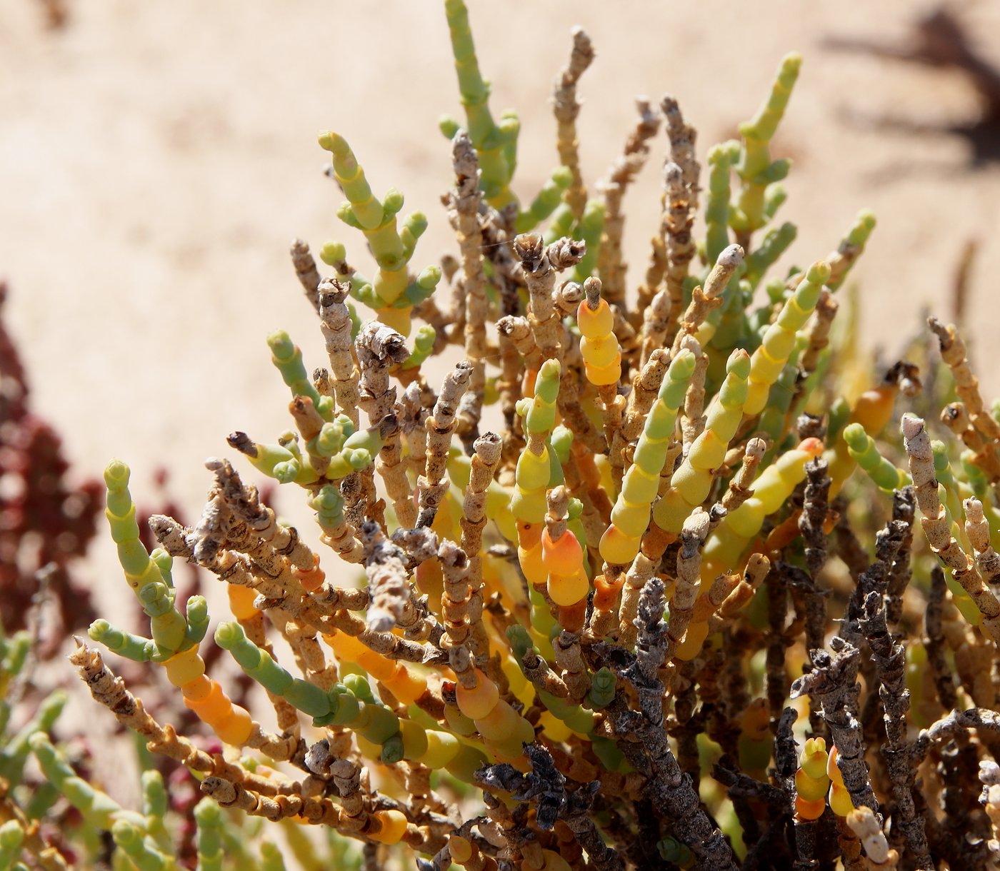 Изображение особи Sarcocornia fruticosa.