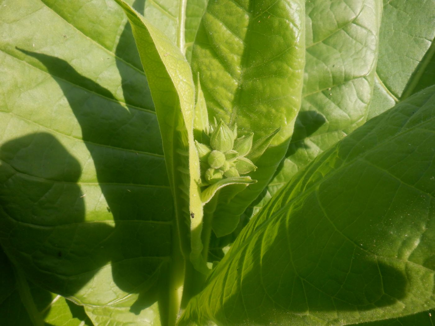 Image of Nicotiana tabacum specimen.