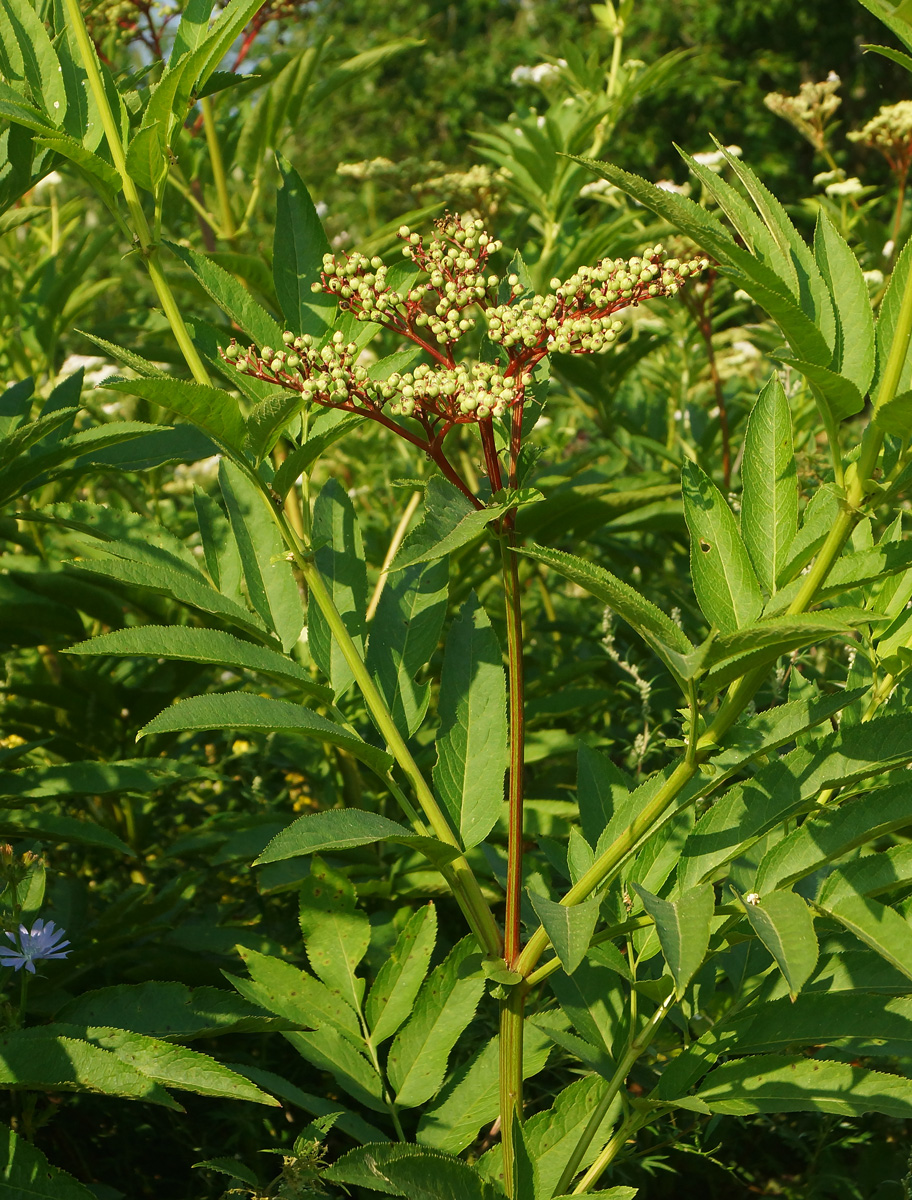 Изображение особи Sambucus ebulus.