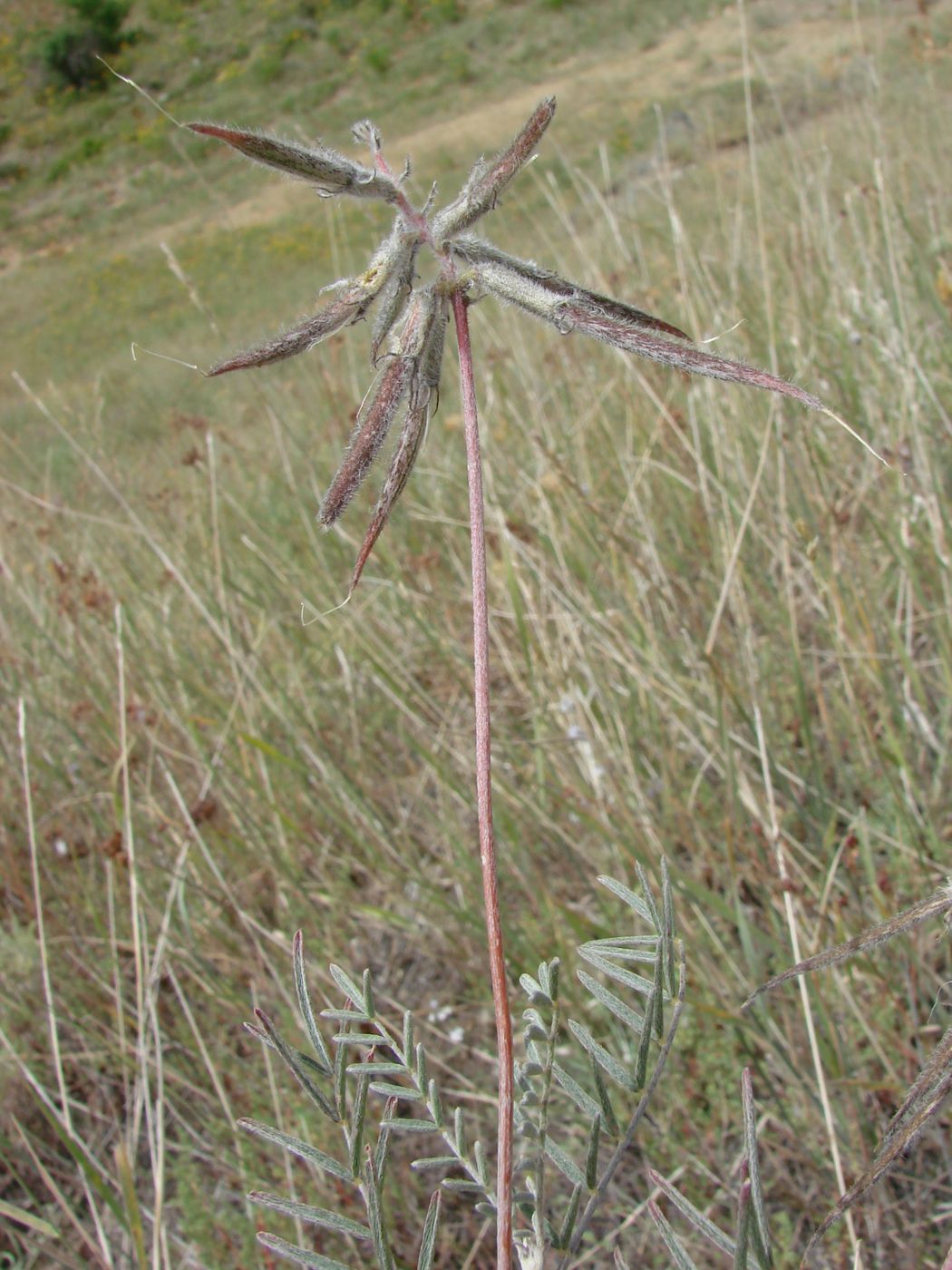 Изображение особи Astragalus urgutinus.