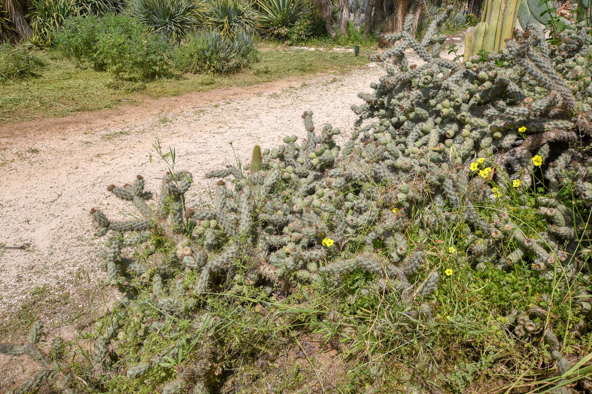 Изображение особи Cylindropuntia cholla.