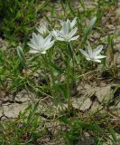 Ornithogalum navaschinii. Цветущее растение на загипсованной почве пустыни в нижнем поясе. Азербайджан, Евлахский р-н, хребет Ахарбахар. 18.04.2010.